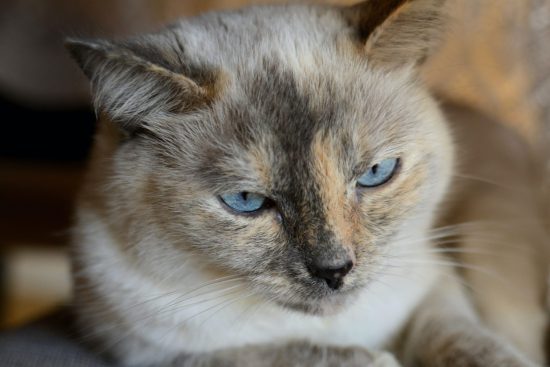 a-beautiful-blue-eyed-siamese-mix-cat-feline-kitty-kitten-with-neutral-tones-fur-1.jpg